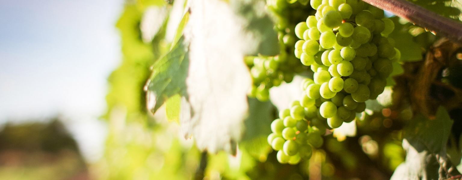 Bordeaux wine routes